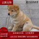 麥基樂 中華田園犬家養(yǎng)幼犬土狗小狗大黃狗純黑小白狗體活體種狗 田園級(jí) 黃色田園犬 公母?jìng)渥? title=