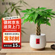植男植女發(fā)財樹小盆栽植物室內(nèi)客廳中式禪意招財樹盆景辦公室綠植源頭直發(fā)