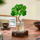 臨雅水培圓葉福祿桐錢(qián)多多盆栽植物桌面水養綠植四方瓶方木托源頭直發(fā)