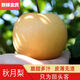 【回購(gòu)甜蜜款】現(xiàn)摘正宗薄皮肉厚秋月梨新鮮冰糖梨子整箱孕婦水果 精選單果200g+ 4.5斤帶箱 凈重4斤