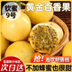 欽蜜9號黃金百香果云南新鮮水果當(dāng)季整箱百香果廣西大原果漿5斤 5斤中果【60-70g】帶箱