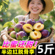 黃六爺半邊紅四川脫骨李子5斤茵紅李當季新鮮水果青紅脆甜空心五月脆李 5斤 20-25g 【小果】頭茬現摘