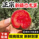 順豐空運(yùn)新疆恐龍蛋水果中大果3斤李子當(dāng)季應(yīng)季新鮮精品禮盒裝 【味帝】3斤大果（70g+）新疆直發(fā)