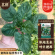 北蔬 菠菜種子苗老品種耐寒小葉大葉紅根秋季菜籽 趴地香菠菜種子20g