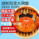【活蟹】湖鮮陽澄 大閘蟹 去繩足重 3.7-4.0兩 10只 鮮活六月黃現(xiàn)貨超大螃蟹海鮮禮盒裝