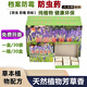 恒智佳書籍檔案室防蟲藥防霉驅(qū)蟲劑圖書館書柜防潮驅(qū)蟲包神器 一晨書籍防蟲藥1盒