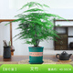 開時果 大文竹盆栽老樁精品植物 大棵文竹室內(nèi)大型綠植盆景源頭直發(fā)包郵 5年大文竹+磚紅加侖盆/約40-50cm