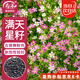 壽禾 滿天星種子種苗粉色四季花卉種籽 滿天星種子(吉普賽粉色)3000粒