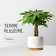 行湘五福發(fā)財(cái)樹盆栽四季小招財(cái)樹綠植五福發(fā)財(cái)樹+白瓷盆+木托源頭直發(fā)