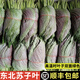 新鮮蘇子葉蔬菜東北特產(chǎn)當季葉菜韓國烤肉包肉飯蘸醬菜綠色紫蘇葉韓式燒烤烤串煎肉商用 500克