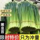 順豐包郵新鮮現(xiàn)摘韭菜苔韭菜花韭菜桿時(shí)令蔬菜農(nóng)家自種時(shí)令蔬菜 韭菜苔半斤