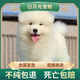 薩摩耶幼犬純種寵物狗狗活體微笑天使熊版大骨架雪橇犬薩摩耶 寵物級 公