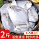 朵芙大銀鯧魚(yú) 新鮮冷凍鯧魚(yú)平魚(yú)深海捕撈生鮮魚(yú)類燒烤食材批發(fā)商用 銀鯧魚(yú)2斤（4-5條/斤）凈重