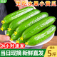 京地達山東水果黃瓜凈含量2500g單果 80g+新鮮黃瓜產(chǎn)地源頭直發(fā)包郵
