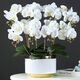 御春閣蝴蝶蘭花苗盆栽室內觀(guān)花植物桌面陽(yáng)臺年宵花卉四季開(kāi)花綠植花卉 白雪公主蝴蝶蘭+透明原盆+原土