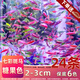 西洲曲七彩斑馬魚(yú)觀(guān)賞魚(yú)小型魚(yú)熱帶魚(yú)燈科魚(yú)淡水魚(yú)好養耐活群游練手魚(yú) 2-3cm糖果斑馬24條保6色