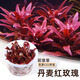 瘋狂水草（FKSC）無(wú)菌杯魚(yú)缸水草造景植物莫斯陰性草缸日本珍珠草魚(yú)缸綠植真水草 丹麥紅玫瑰