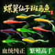 FKSC斑馬魚(yú)熱帶淡水觀(guān)賞魚(yú)爆缸小魚(yú)苗蝶翼紅綠燈孔雀好養小型活體寵物 蝶翼仙子隨機6條