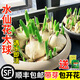 京厽高品質(zhì)重瓣漳州水仙花種球種子水養四季開(kāi)花卉室內外不不支持退貨 主圖帶芽水仙大球6個(gè)周長(cháng)16-18+6包營(yíng)養液