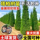 御卉閣塔柏樹(shù)苗柏苗松柏樹(shù)苗掃墓墓地松樹(shù)苗柏樹(shù)苗四季長(cháng)青工程綠化苗木 精品苗80-1米高