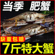 東海梭子蟹新鮮冷凍公蟹當(dāng)日現(xiàn)捕蟹飛蟹白蟹海蟹公蟹母蟹螃蟹批發(fā) 7-9兩/只【7斤 特大號】個大肥美