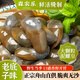 森農(nóng)樂泥螺皇黃泥螺即食罐裝醉泥螺鮮活特大生腌野生無沙寧波舟山特產(chǎn) 【泥螺皇】口口特脆爽 300g