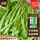 北蔬 無筋架豆種子種苗豆角豇豆蔬菜種籽 北蔬紅玉無筋豆架豆種子100g