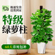 卉優(yōu)大葉綠蘿柱室內大盆栽植物客廳大型綠植辦公室除甲醛凈化空氣易活 特級大葉綠蘿柱1.2-1.3米【鉆石樹(shù)脂盆】