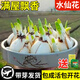 京厽高品質(zhì)漳州水仙花種球室內陽(yáng)臺水培盆栽四季開(kāi)花卉冬不不支持退貨 水仙中大球2個(gè)周長(cháng)15-18cm+2包營(yíng)養