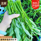 北蔬 空心菜種子苗柳葉青梗小竹葉蔬菜種籽 柳葉空心菜種子25g約500粒