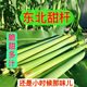 東北特產(chǎn)甜高粱嫩穗甜桿3斤北方小甘蔗甜蘆粟當季青皮甘蔗甜桿子R 3斤【帶箱店長推薦】