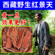 西藏紅景天中藥材精選純天然正品抗高原反應缺氧泡茶酒西藏發(fā)貨 紅景天 500克【西藏直發(fā)】