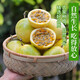 黃金百香果欽蜜9號新鮮當(dāng)季現(xiàn)摘精選好果水果百香果鮮果酸甜可口 欽蜜9號黃金百香果40~60g中果1斤