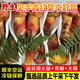 土地母親計劃2025云南見手青野生菌紅蔥白蔥牛肝菌新鮮菌菇野生菌組合 正宗野生見手青紅蔥 凈重500g
