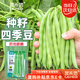 菜禾地 四季豆種子種苗不搭架無(wú)筋菜豆蔬菜種籽 無(wú)架四季豆種子30g
