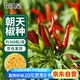花沃里朝天椒種子約300粒/袋 蔬菜種子紅辣椒家庭陽(yáng)臺盆栽/庭院/田間