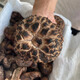 天然蘑菇黑虎掌燉湯炒菜野生菌重香系蘑菇野生蘑菇 新鮮黑虎掌 1000g