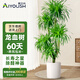 愛(ài)優(yōu)尚龍血樹(shù)綠植盆栽龍須樹(shù)室內辦公室客廳造型大型落地植物源頭直發(fā)