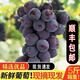 【順豐包郵整串發(fā)貨】東北巨峰葡萄新鮮采摘應季遼峰香甜葡萄包郵 5斤順豐包郵