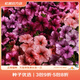 虹越進(jìn)口矮牽牛種子 萌吖吖系列花園陽(yáng)臺易種可垂吊花卉種子 炫目混色