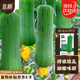 北蔬 絲瓜種子苗短胖肉絲瓜早中熟盆栽庭院四季蔬菜籽 肉絲瓜種子15粒