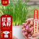 北蔬 紅蔥頭籽火蔥頭小香蔥種家庭盆栽 紅蔥頭種子1.5斤源頭直發(fā)包郵