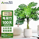 愛(ài)優(yōu)尚老樁龜背竹盆栽客廳室內辦公室大綠植盆景凈化空氣吸甲醛源頭直發(fā)