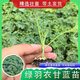 禾之潤【帶土發(fā)貨】綠羽衣甘藍苗秧紫白粉羽牡丹菜四季盆栽春秋耐寒葉高 【綠羽衣甘藍】帶土發(fā)貨 #苗子6顆-送肥料