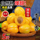 田良季敦煌李廣杏新鮮水果甜杏子甘肅特產(chǎn)當季水果吊干杏現(xiàn)摘現(xiàn)發(fā)整箱 【80%人選劃算】5斤普通裝 【空運鮮達】S+級果丨單果35g+