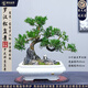 潮裕盆景迎客松羅漢松盆景客廳陽(yáng)臺(tái)造型綠植物造型高端盆景居家擺放好養(yǎng)護(hù) 羅漢松盆景27