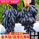優(yōu)味集【JD順豐】金手指葡萄藍(lán)寶石黑加侖無籽提子當(dāng)季多汁孕婦水果生鮮 凈重2.8斤（多人爽吃）