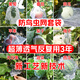 yuanyiba水果套袋防鳥防蟲專用網(wǎng)袋葡萄無花果蘋果芒果梨子桃子保護袋子 20x30cm/50個白色透/火龍果葡萄