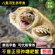 八里河甲魚鮮活食用生態(tài)野外生長老鱉外塘散養(yǎng)水魚新鮮王八青黃背 正宗外塘生態(tài)老甲魚 4-5年【3-3.3斤公鱉】鮮活到家