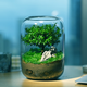 生命之樹(shù)苔蘚微景觀(guān)生態(tài)瓶創(chuàng  )意面造景盆景綠植盆栽節日生日禮物 生命之樹(shù)微景觀(guān)成品（透明款）